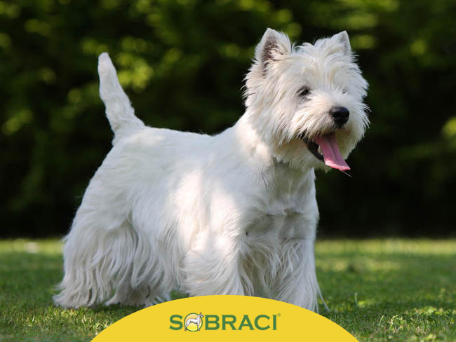 Raça da Semana – West Highland White Terrier