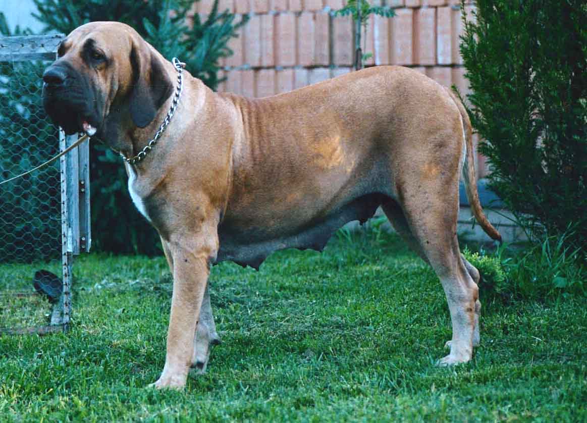 Raças de cães - Fila Brasileiro ~ Só Cães e Cachorros