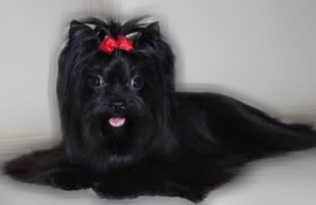 Black Yorkshire Terrier