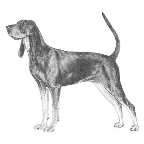 Coonhound Black and Tan