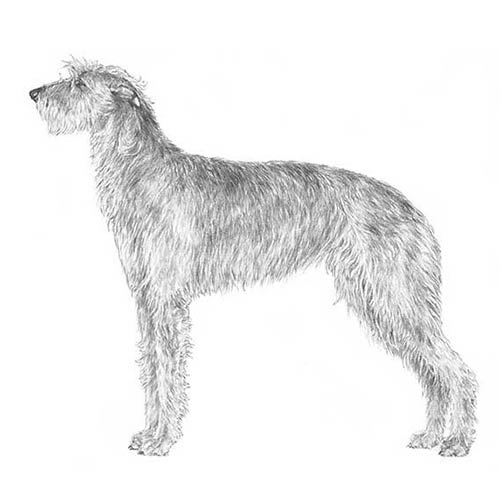 Deerhound