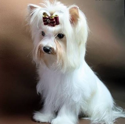 White Yorkshire Terrier